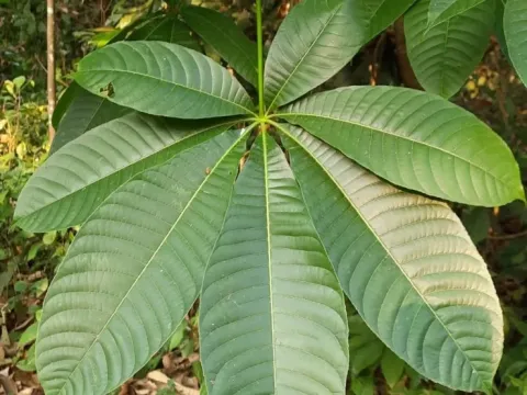 Assam horse chestnut