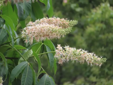 Chinese horse chestnut