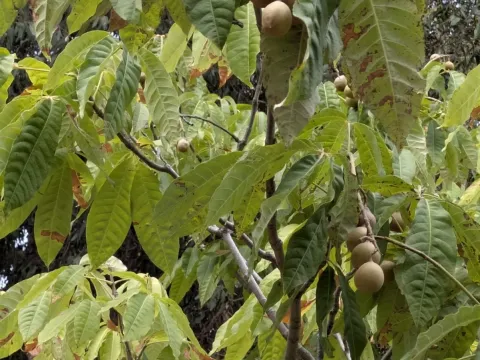 Indian horse chestnut