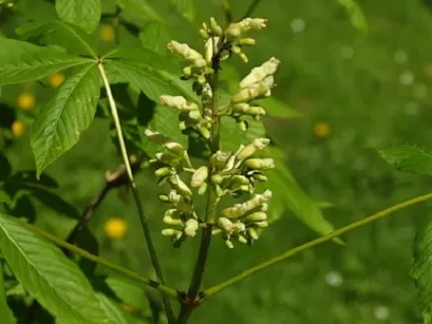 Конский каштан мэрилендский