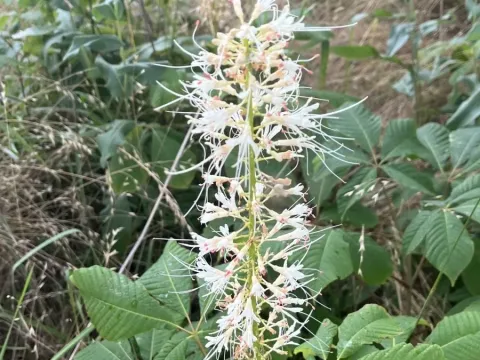 Bottlebrush buckeye