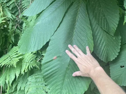Japanese horse chestnut
