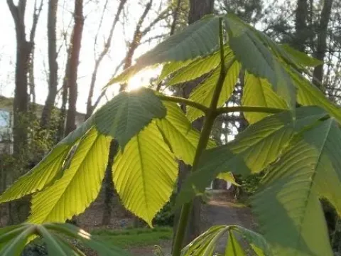 Wilson horse chestnut