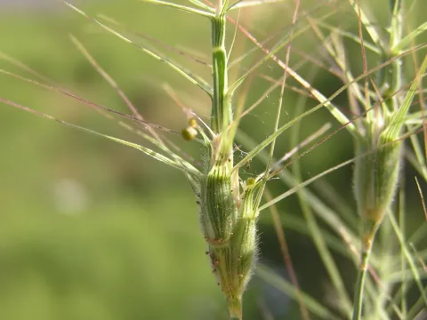 Aegilops columnaris