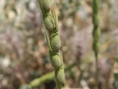 Aegilops crassa