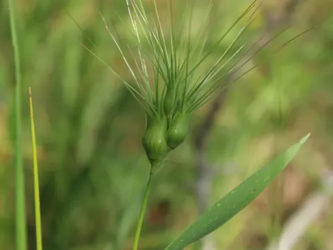 Aegilops geniculata