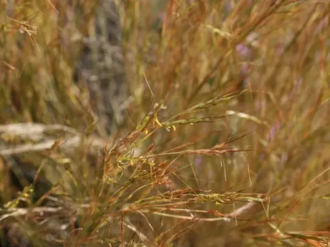 Aegilops speltoides