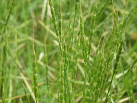 Aegilops tauschii