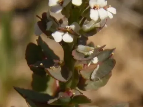 Aethionema carneum
