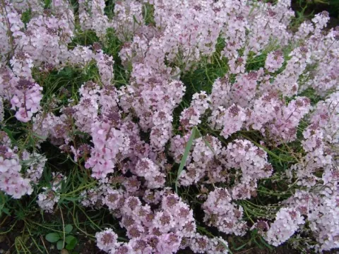Aethionema coridifolium