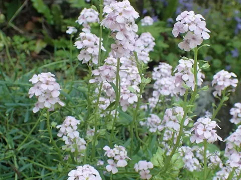 Aethionema iberideum