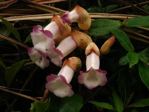 Aeginetia