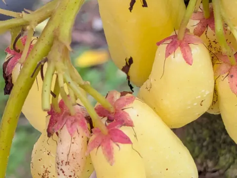 Bilimbi