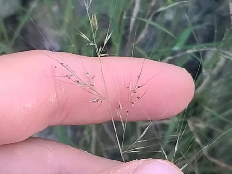 Aegopogon