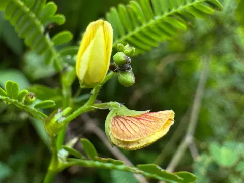 Aeschynomene sensitiva