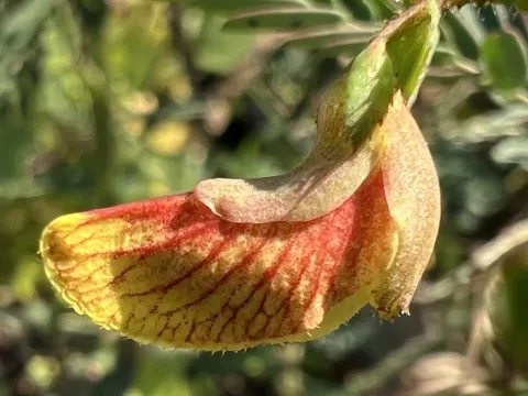 Aeschynomene virginica