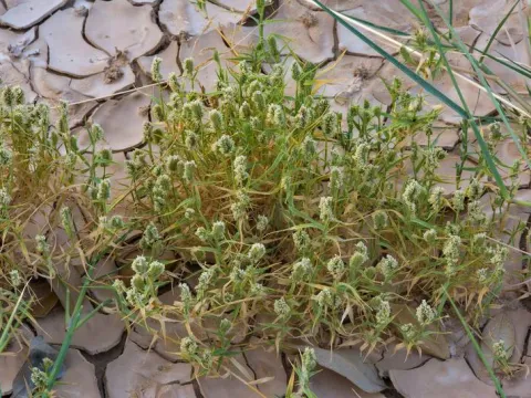Aeluropus