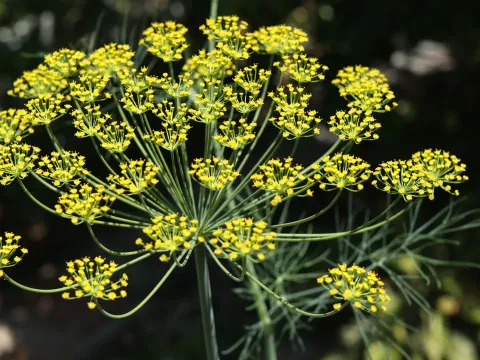Кріп індійський