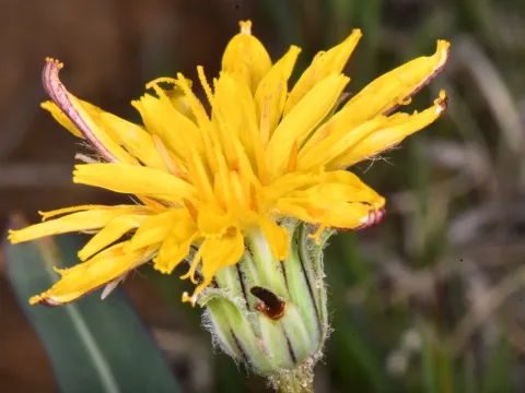 Agoseris
