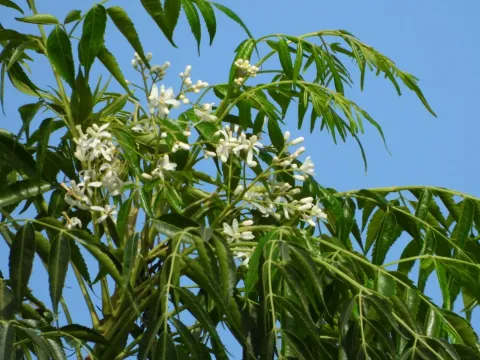 Neem