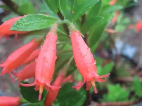 Agapetes buxifolia