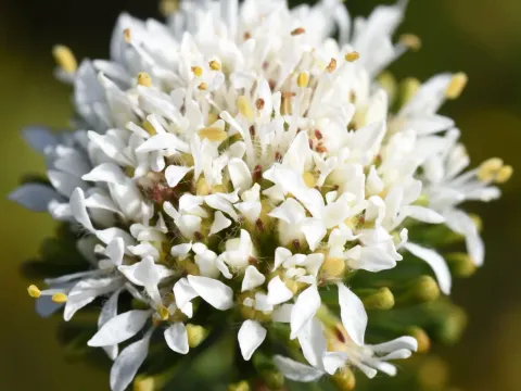 Agathosma