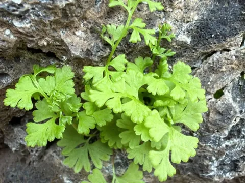 Анограма
