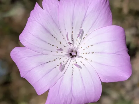 Agrostemma brachyloba
