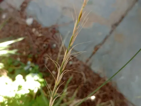 Ciliate wheatgrass