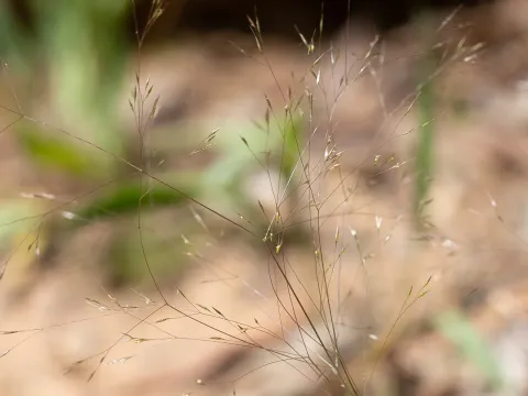 Agrostis aemula