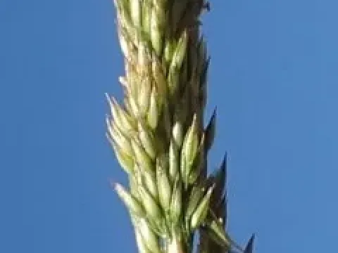 Spike bentgrass