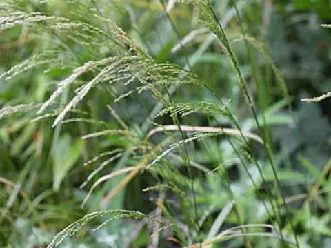 Nippon bentgrass