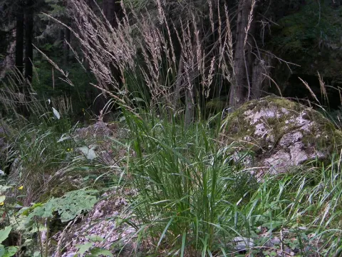 Flat-leaf bent