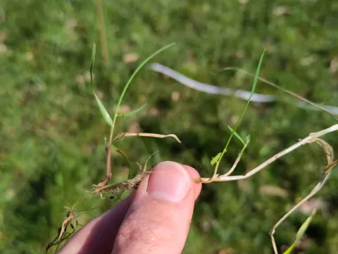 Creeping bentgrass