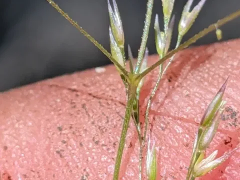 Rough bentgrass