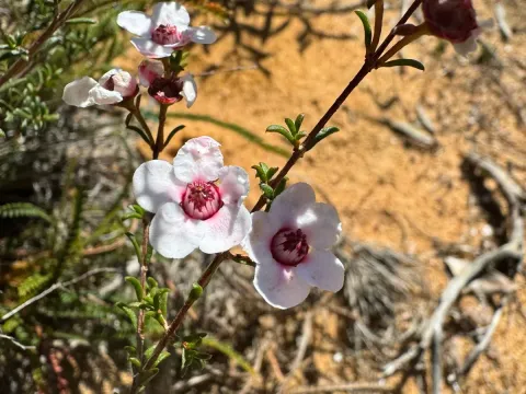 Babingtonia