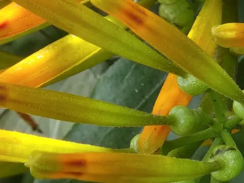 Agelanthus