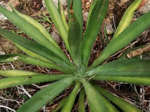 Agave zapupe