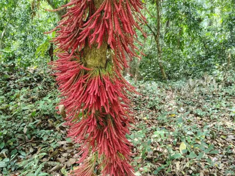 Baccaurea