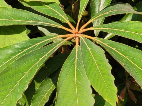Actinodaphne