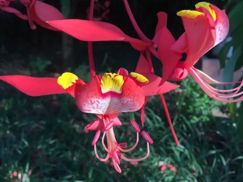 Amherstia