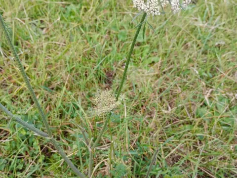 Агрохарис