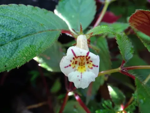 Achimenes candida