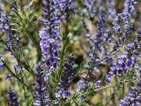 Anarrhinum