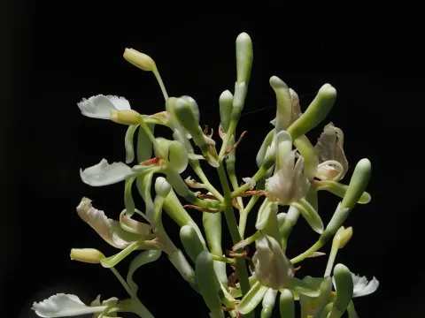Alpinia