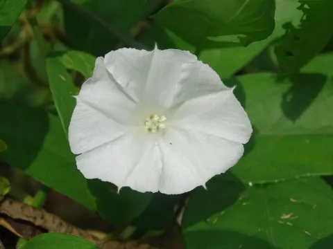 Aniseia