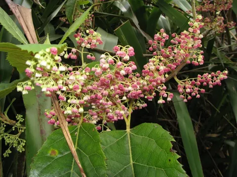 Aristotelia