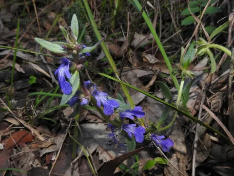 Austral bugle
