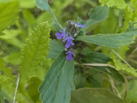 Ajuga integrifolia