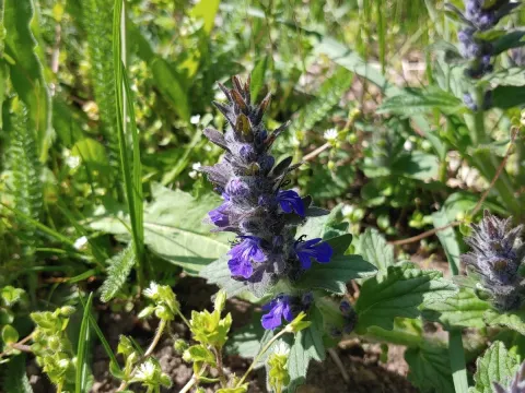Ajuga genevensis